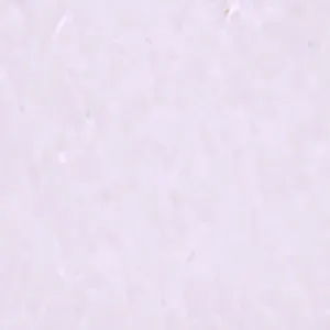 Solvent Free Wall Paint - Light Tint